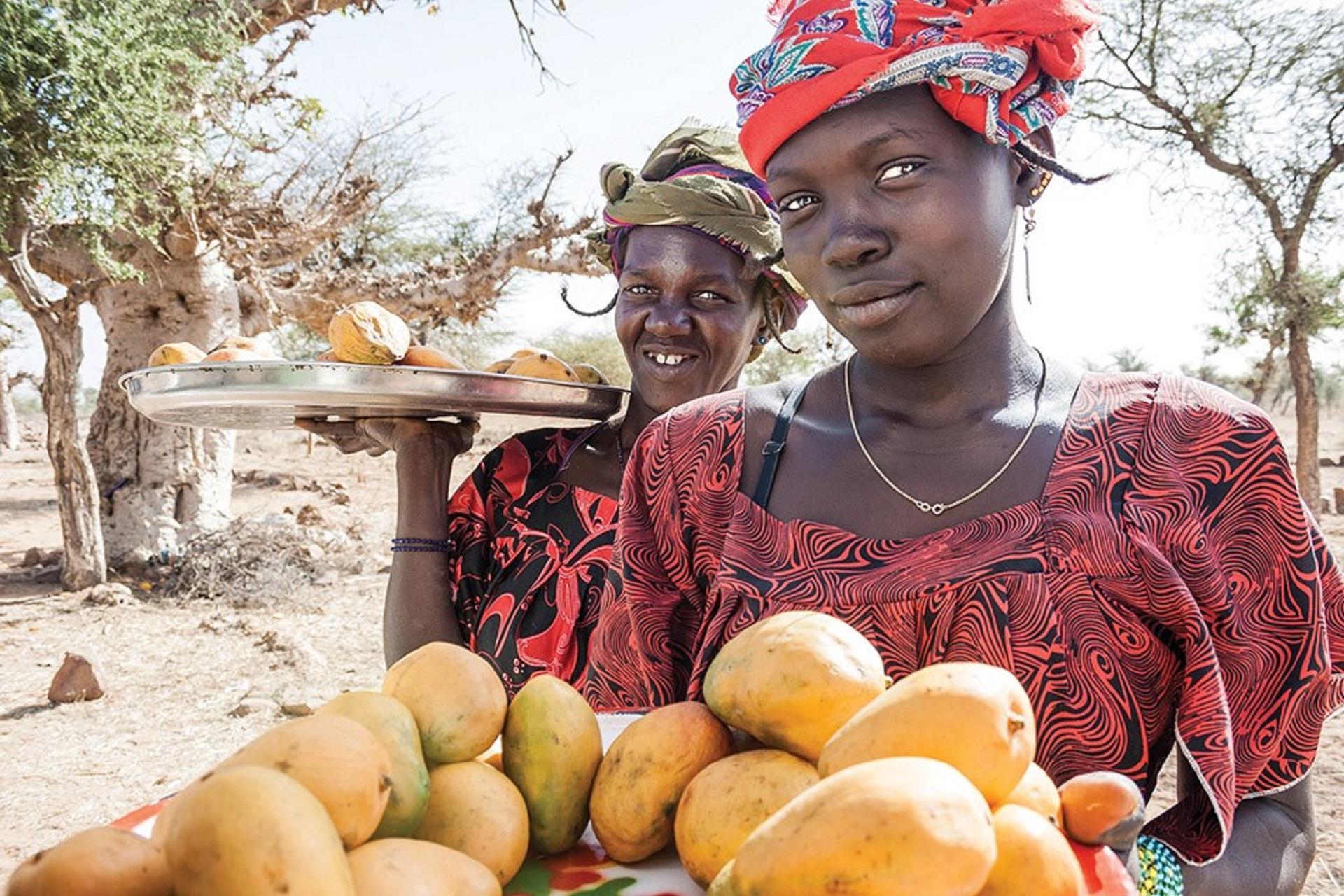 Mango farmers in Senegal. Photo: Bigstock